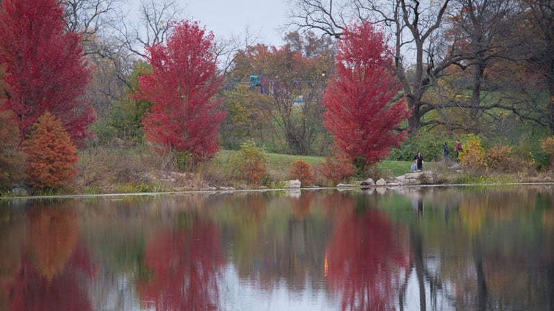 Trees line the shore of Stephens Lake.