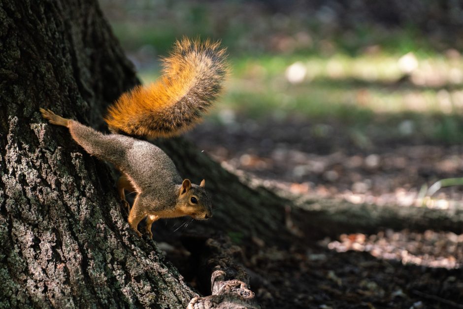 A squirrel running down the trunk of a tree