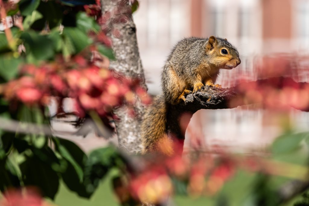 A squirrel on a branch surrounded by flowers
